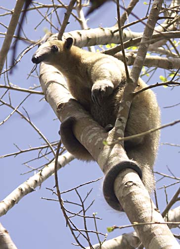 a tree
anteater in los llanos venezuela
